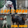 新聞：萬源《黑狼犬》√低價出售