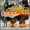 新聞：<江門>
杜高犬品種好