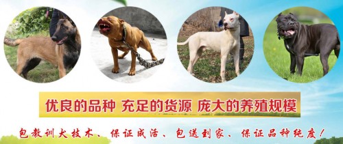 徐州德國牧羊犬價格