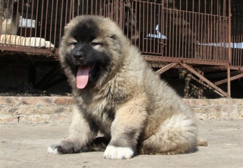 荊門德國(guó)牧羊犬多少錢一條