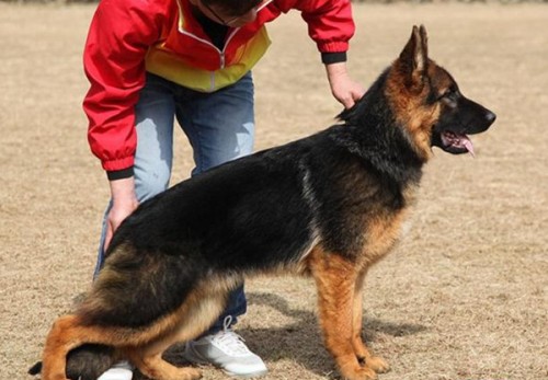 徐州德國牧羊犬價格