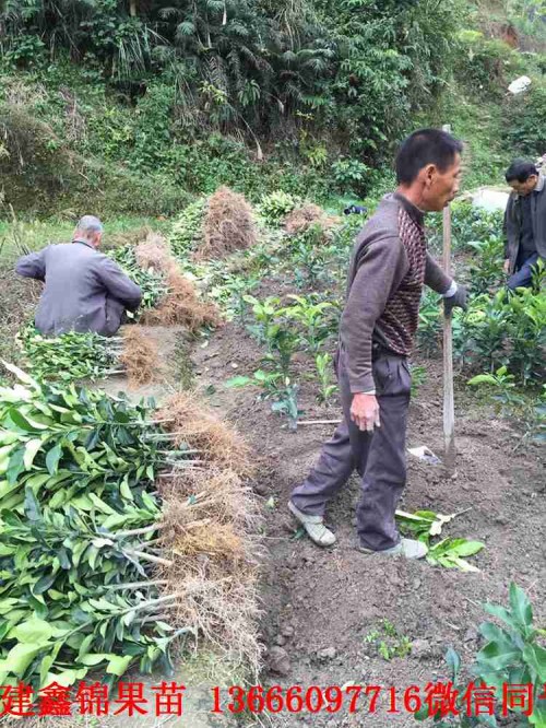 新聞：湘西琯溪紅肉蜜柚苗批發(fā)