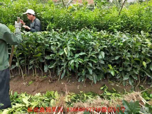 新聞：鷹潭紅柚子苗