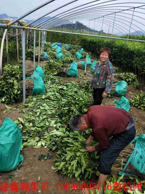 新聞：怒江紅心蜜柚苗供應(yīng)