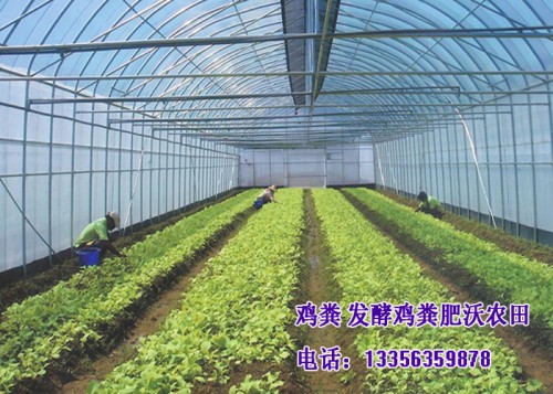 新聞:贛州純雞糞讓植株扎根更深