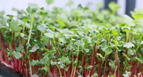 推薦：榕江食用菌