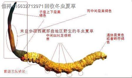 重慶回收蟲草價(jià)格18611557770重慶回收蟲草合理價(jià)位