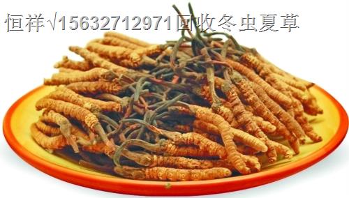 承德2019冬蟲(chóng)夏草價(jià)格18611557770承德哪里回收冬蟲(chóng)夏草