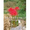 新聞:供應(yīng)彼岸花球根_曼珠沙華球根哪里買(mǎi)