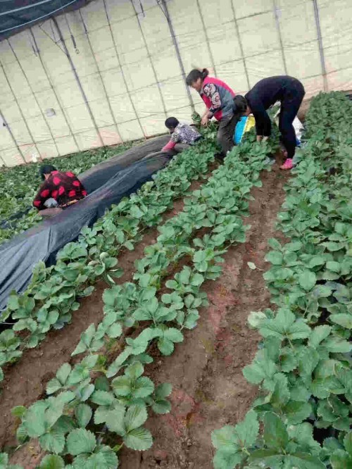 福建章姬草莓怎樣預(yù)防畸形果