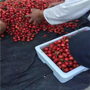 河南章姬草莓苗大棚種植使用什么底肥