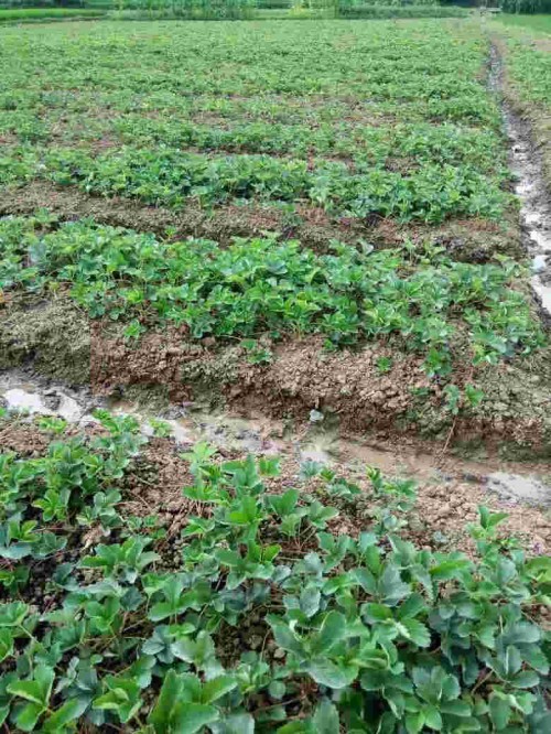 重慶市京泉香草莓病蟲害防治