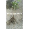 新聞:供應(yīng)五葉木通苗_五葉木通種苗價(jià)格行情(推薦閱讀)_批發(fā)