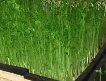 洪山芽苗菜有機(jī)蔬菜生產(chǎn)廠家